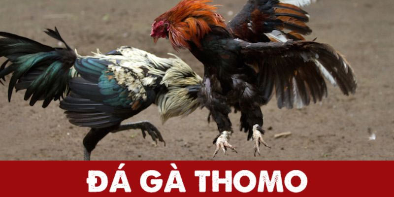 Đá Gà Thomo Là Gì