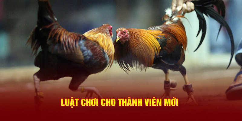 Luật Chơi Quan Trọng Của Đá Gà Thomo