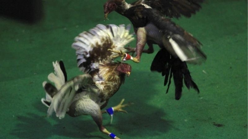 Đá Gà Mỹ Đỉnh Cao Cùng GA6789: Bí Kíp Chiến Thắng Tối Ưu