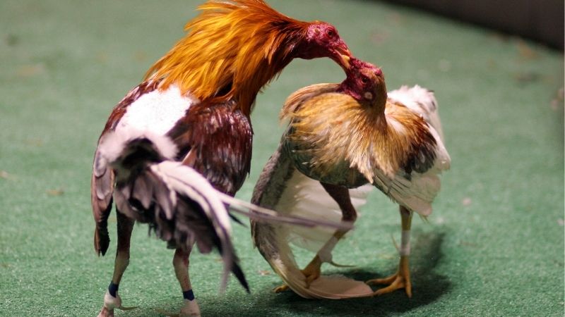 Đá Gà Mỹ Đỉnh Cao Cùng GA6789: Bí Kíp Chiến Thắng Tối Ưu