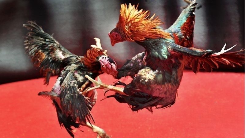 Đá Gà Mỹ Đỉnh Cao Cùng GA6789: Bí Kíp Chiến Thắng Tối Ưu