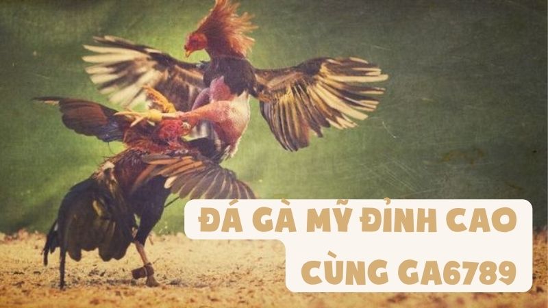 Đá Gà Mỹ Đỉnh Cao Cùng GA6789: Bí Kíp Chiến Thắng Tối Ưu