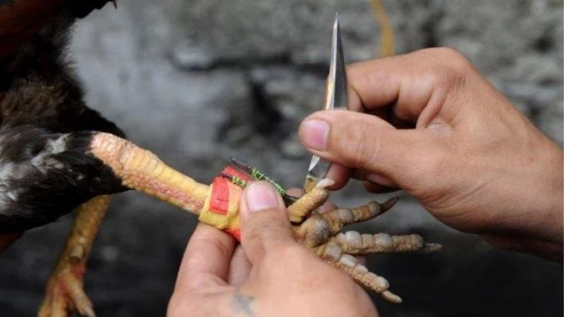 GA6789 Chia Sẻ Cách Xem Chân Gà Đá Cựa Sắt Hiệu Quả