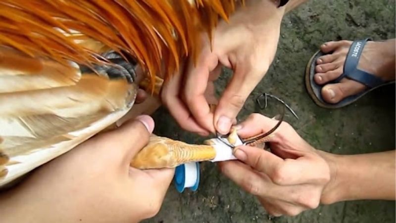 GA6789 Chia Sẻ Cách Xem Chân Gà Đá Cựa Sắt Hiệu Quả