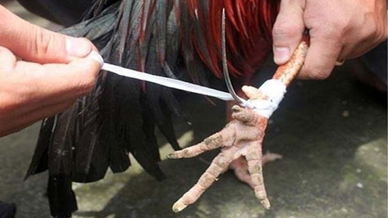 GA6789 Chia Sẻ Cách Xem Chân Gà Đá Cựa Sắt Hiệu Quả