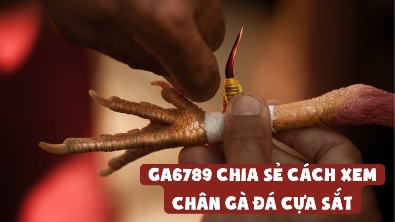 GA6789 Chia Sẻ Cách Xem Chân Gà Đá Cựa Sắt Hiệu Quả