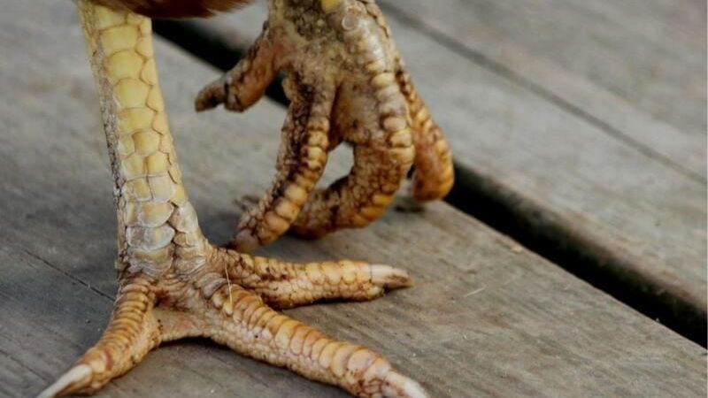 Cách Phòng Trị Gà Bị Nấm Chân Giữ Phong Độ Tốt Cùng GA6789