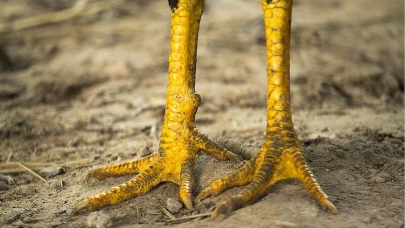 Cách Phòng Trị Gà Bị Nấm Chân Giữ Phong Độ Tốt Cùng GA6789