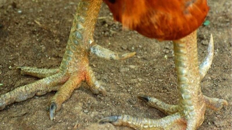 Cách Phòng Trị Gà Bị Nấm Chân Giữ Phong Độ Tốt Cùng GA6789