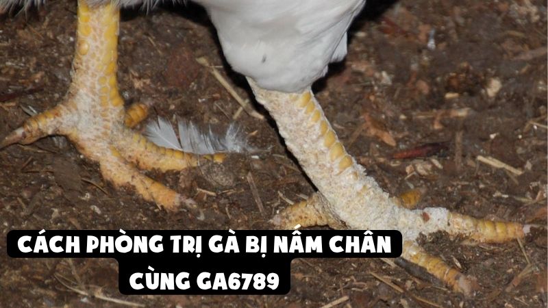 Cách Phòng Trị Gà Bị Nấm Chân Giữ Phong Độ Tốt Cùng GA6789